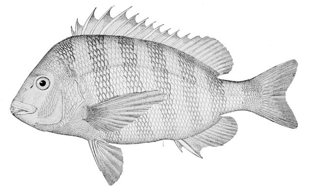 Sheepshead