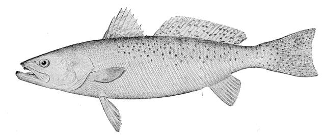 Speckled Trout