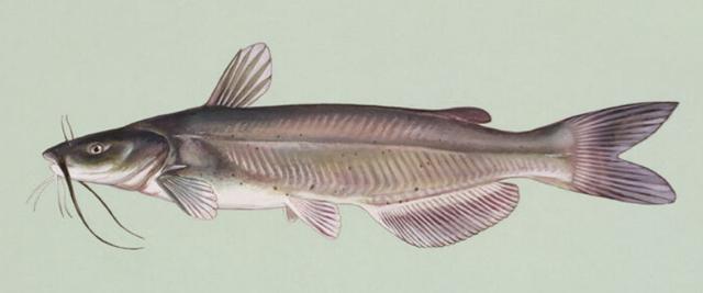 Catfish