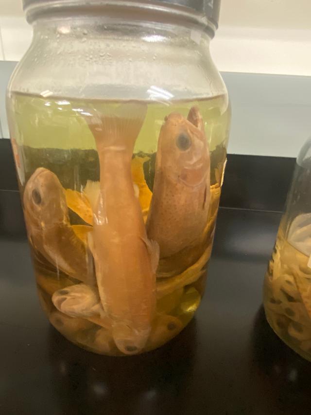 Chinook Salmon