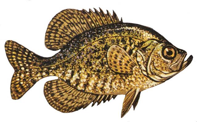 Crappie