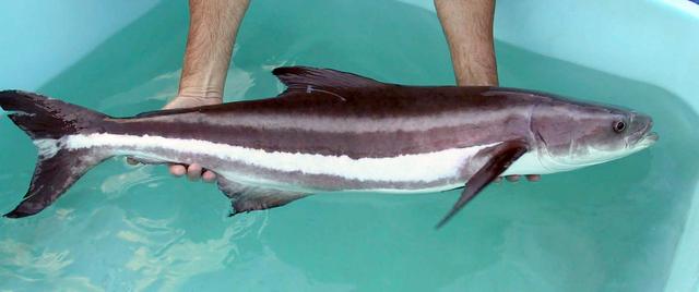 Cobia