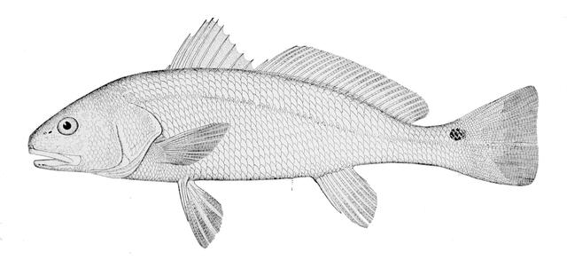 Redfish