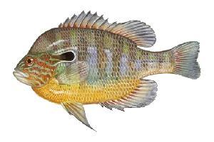 Bluegill